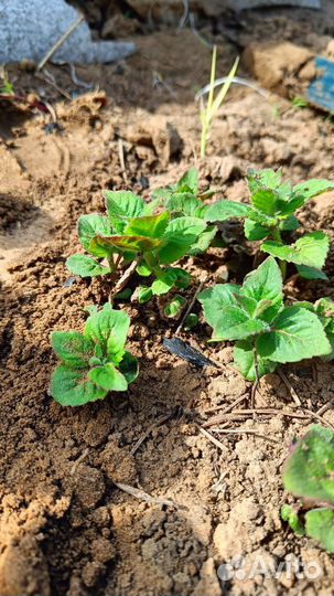 Монарда. Бронь