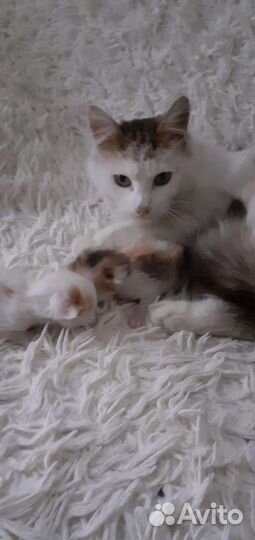 Котята в добрые руки бесплатно