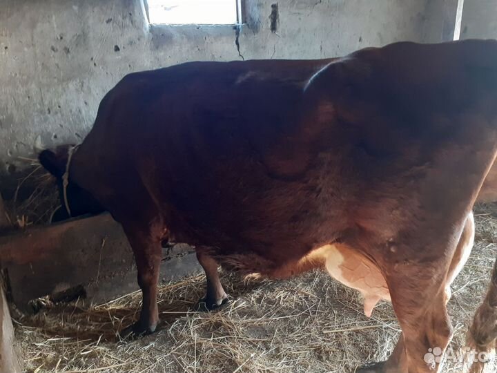 Дойные коровы