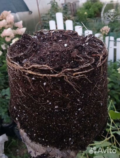 Саженцы винограда