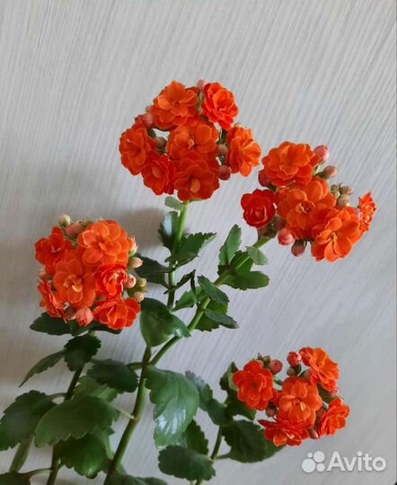 Цветок каланхое