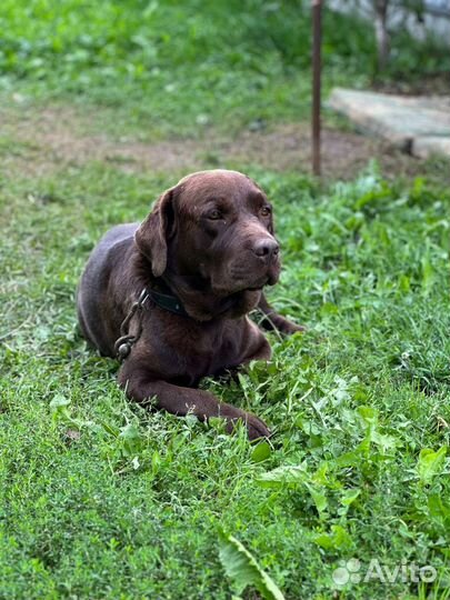 Лабрадор в добрые руки