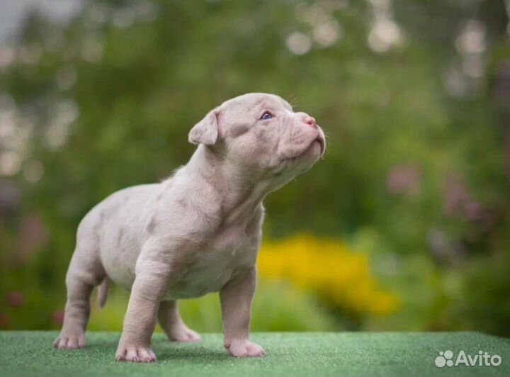 Щенки американского булли, открыт резерв