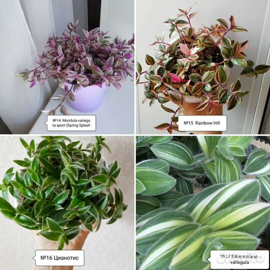 Традесканция 30 сортов