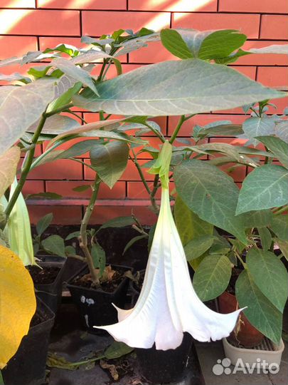 Бругмансия цветы (ангельские колокола)