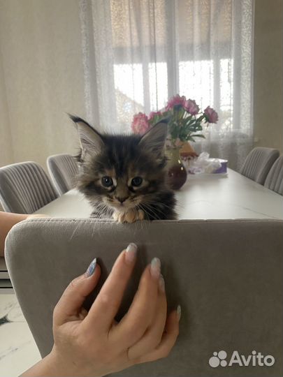 Котята Мейн-кун