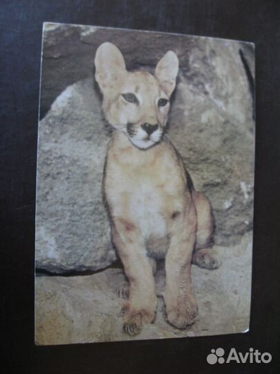 Открытки СССР