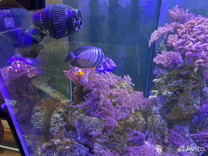 Продам аквариумных рыбок для морского аквариума