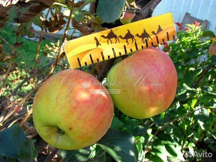 Саженцы груши и яблони, жимолость, смородина