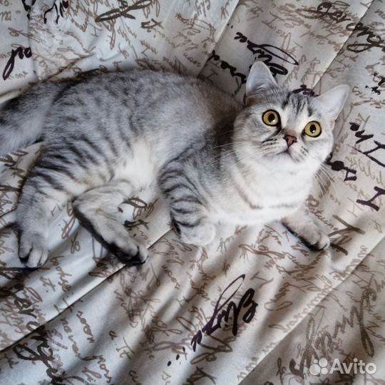 Шотландская