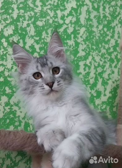 Котята мейн-кун