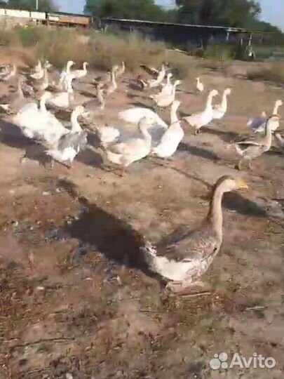 Гуси