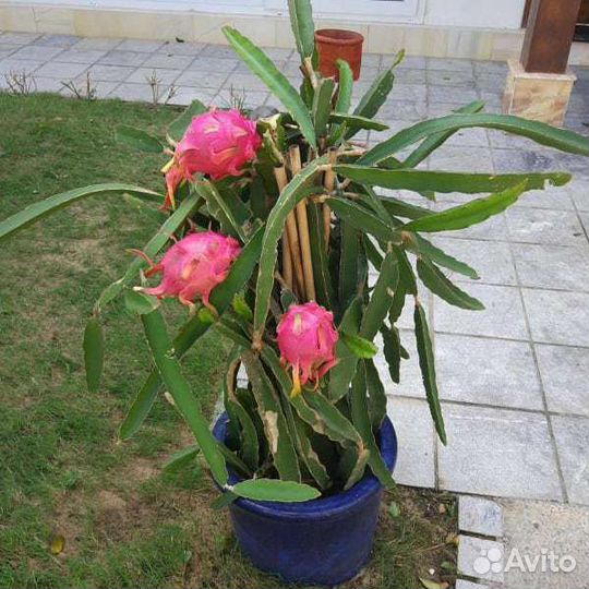 Питахайя (Драконий фрукт) семена