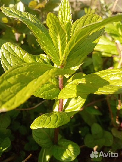 Продам мяту