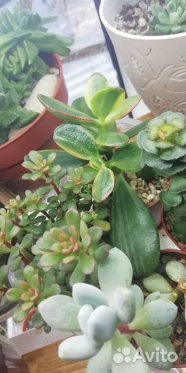 Суккуленты садик, микс