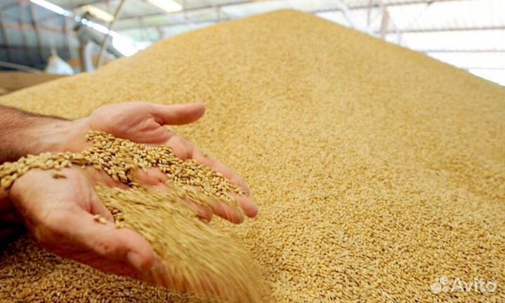 Зерно пшеница и ячмень 1650кг