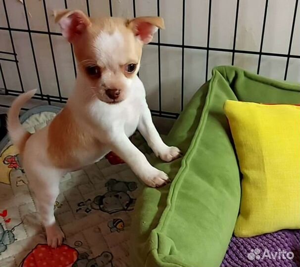 Щенки чихуахуа