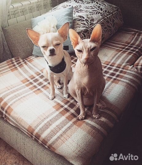 Вязка мальчик