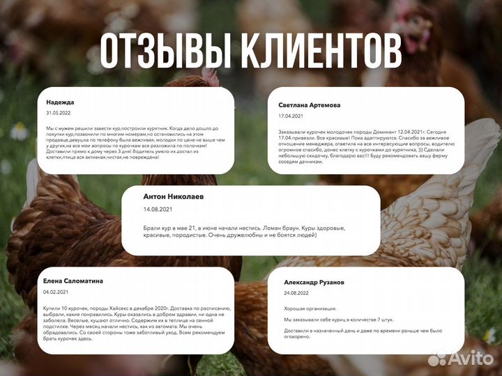 Молодые несушки