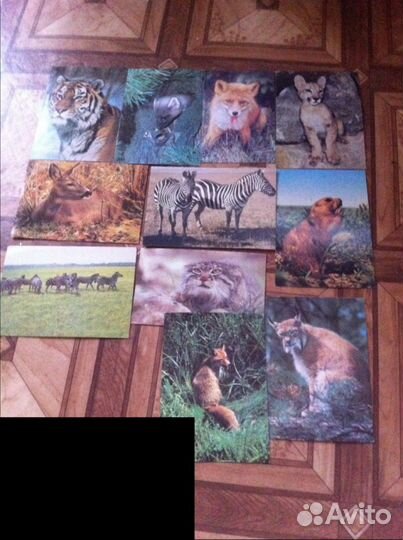 Птицы, животные