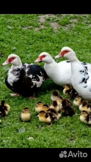 Утята подрощенные шипунята