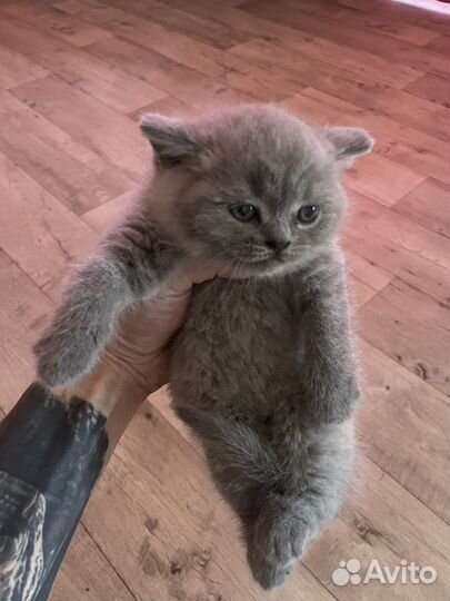 Британские котята