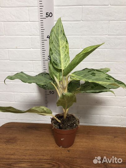 Аглаонема Пикок вайт гибрид