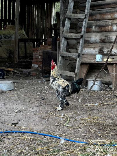 Петух красивый породистый