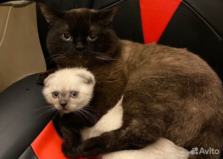 Шотландский котик вязка