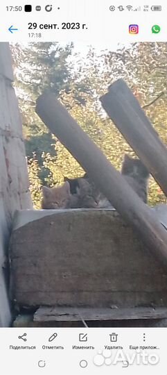 Отдам котят