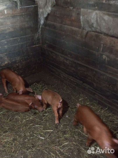 Поросята ландрас дюрок