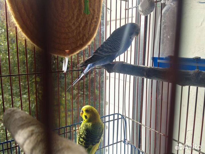 Волнистые попугайчики