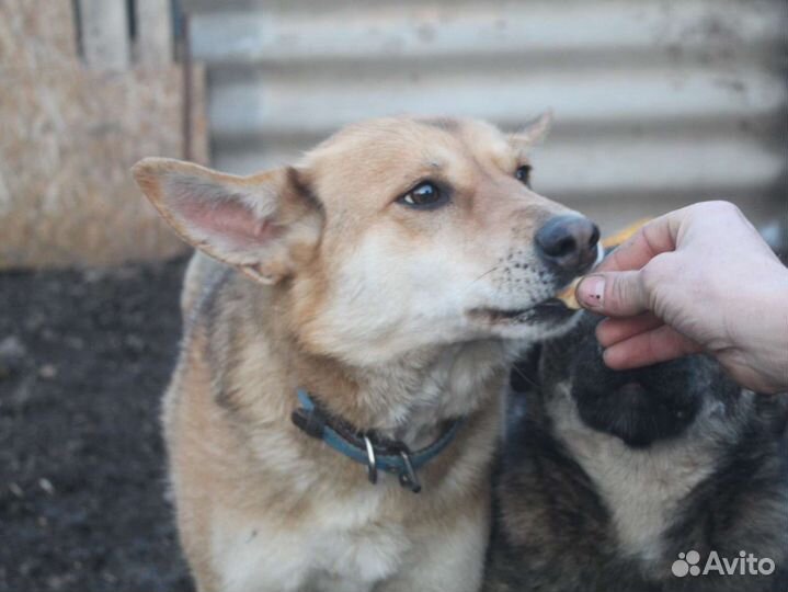 Собака мальчик