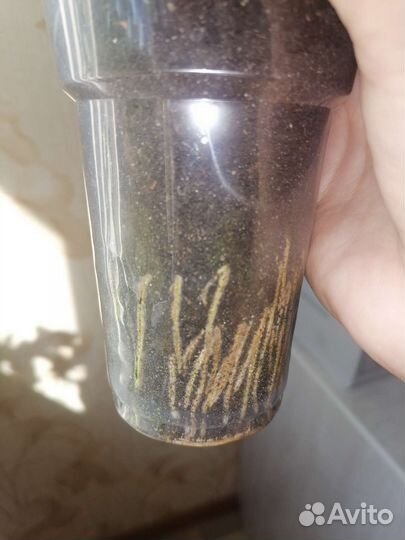 Замиокулькас (долларовое дерево)