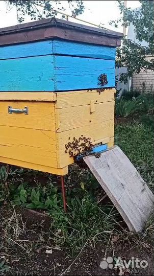 Ульи с пчелами