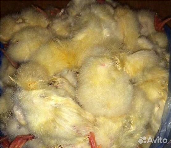 Суточные цыплята на корм животным(всегда свежие)