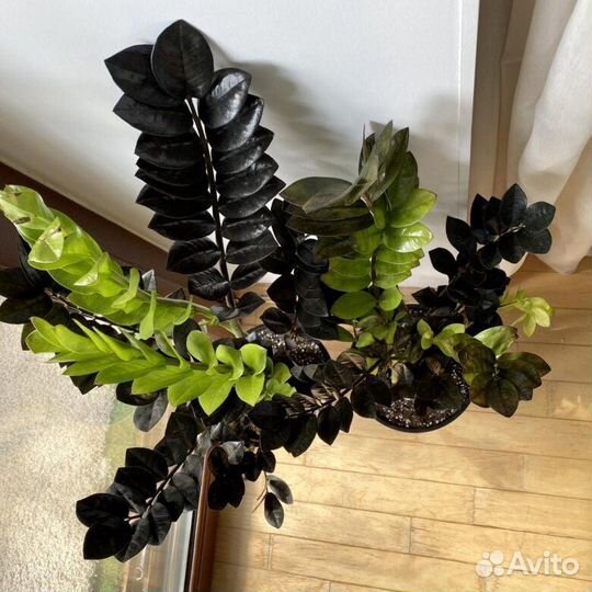 Равен и зензи замиакулькасы