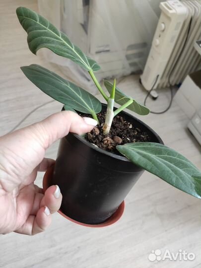 Фикус андре