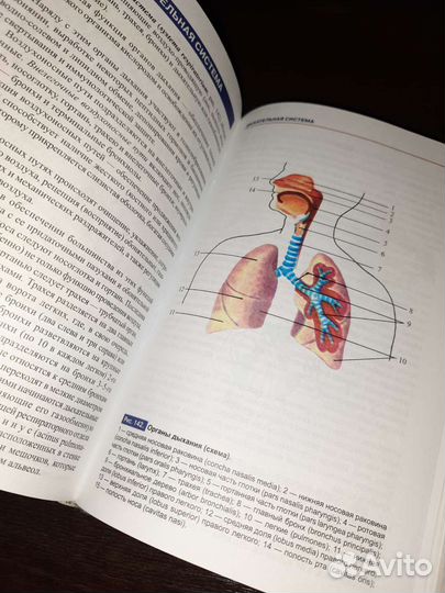 Атлас анатомии человека