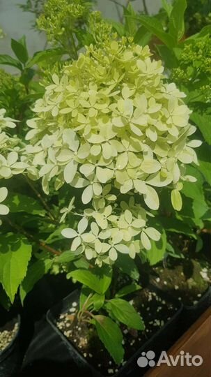 Гортензия метельчатая