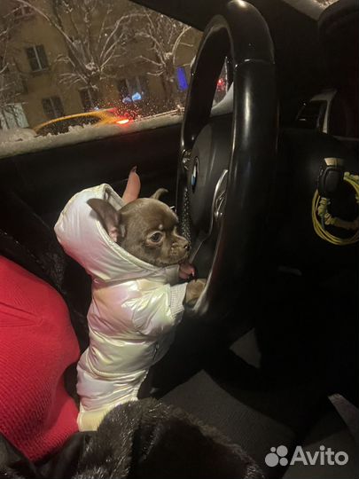 Комбинезон теплый раз xs на мальчика чихуахуа