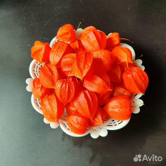 Физалис сухоцвет символ любви