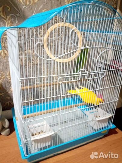 Попугай Какарик