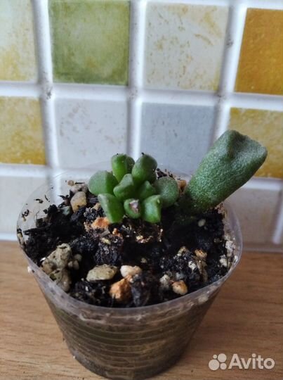 Адромискусы