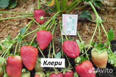 Рассада клубники клери