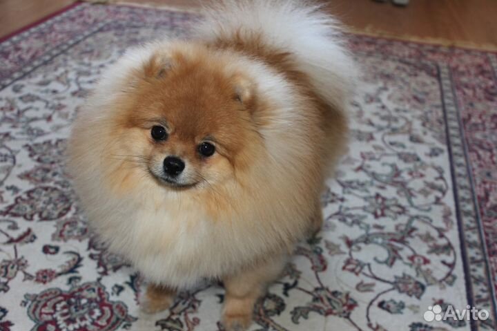 Вязка с инструктором