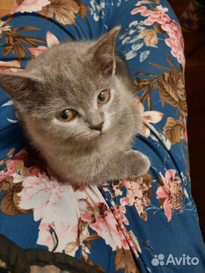 Британские котята