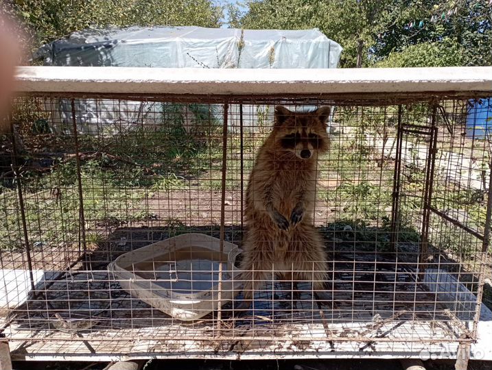 Енот полоскун домашний