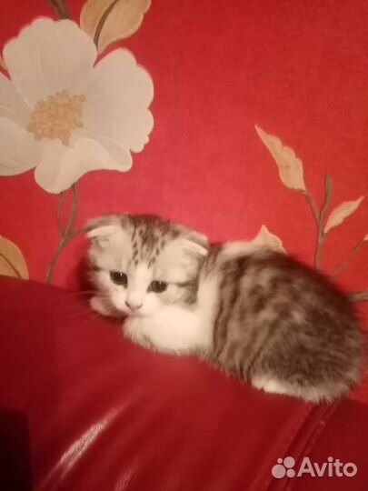 Шотландское чудо
