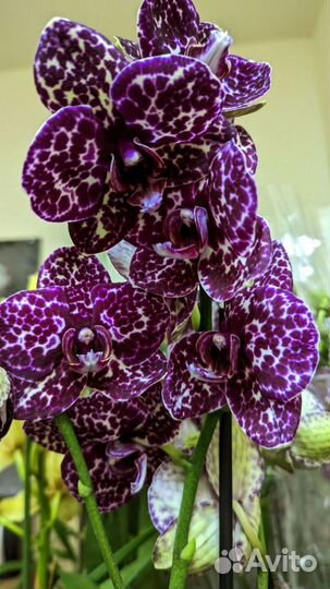 Сортовые орхидеи фаленопсис